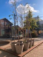 Bomen te koop !, Tuin en Terras, Planten | Bomen, Ophalen, Volle zon, Overige soorten, 250 tot 400 cm
