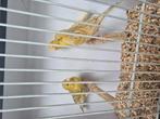 Geel isabell, Dieren en Toebehoren, Vogels | Kanaries, Meerdere dieren, Kleurkanarie