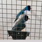 Gould amadine koppel 2024 blauw witborst zwartkop, Dieren en Toebehoren, Vogels | Overige Vogels, Meerdere dieren, Tropenvogel