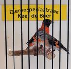 Koppel kapoetsensijzen, Dieren en Toebehoren, Vogels | Overige Vogels, Meerdere dieren, Tropenvogel, Geringd