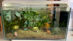 Mooi aquarium superfish 25L, Dieren en Toebehoren, Vissen | Aquaria en Toebehoren, Ophalen of Verzenden, Zo goed als nieuw, Gevuld zoetwateraquarium