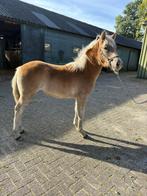 Tinkers/Haflingers veulens te koop, Dieren en Toebehoren, Pony's, Meerdere dieren, Niet van toepassing, D pony (1.37m tot 1.48m)