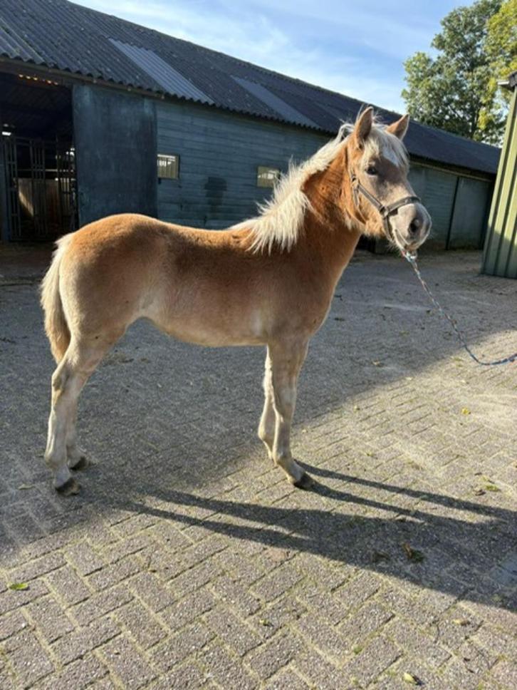 Tinkers/Haflingers veulens te koop, Dieren en Toebehoren, Pony's, Meerdere dieren, Niet van toepassing, D pony (1.37m tot 1.48m)