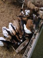 Dwerggeiten bokjes, Dieren en Toebehoren, Schapen, Geiten en Varkens