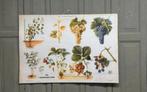 Oude schoolplaat fruit druiven enz | Loods66, Antiek en Kunst, Antiek | Schoolplaten, Ophalen