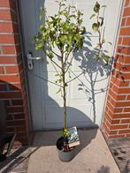 Perenboom Doyenne peer. 140 cm hoog, Lente, Volle zon, Ophalen of Verzenden, 100 tot 250 cm