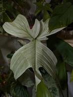 Philodendron Florida Ghost Stek, Huis en Inrichting, Kamerplanten, Ophalen of Verzenden, Halfschaduw, Minder dan 100 cm