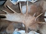 Eland gewei /grote eyecatcher! Mancave - Landelijk - Stoer, Verzamelen, Ophalen of Verzenden, Zo goed als nieuw, Hert, Gewei of Kop