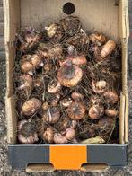 gladiolen bloembollen, Ophalen of Verzenden, Volle zon