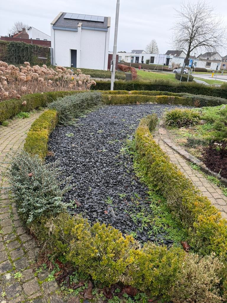 Buxus hagen, Tuin en Terras, Planten | Struiken en Hagen, Ophalen, Buxus, Minder dan 100 cm