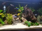 Aqualantis 450L met led verlichting, Dieren en Toebehoren, Ophalen, Leeg aquarium