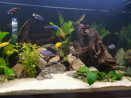 Aqualantis 450L met led verlichting, Dieren en Toebehoren, Vissen | Aquaria en Toebehoren, Leeg aquarium, Ophalen