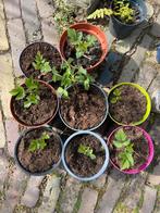 Biologische frambozen stekjes tuinplant, Ophalen of Verzenden, Zomer, Volle zon