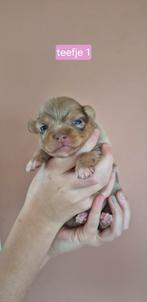 Super mooie kruising pomeriaan pups! 3 teefjes, Dieren en Toebehoren, Honden | Chihuahua's en Gezelschapshonden, Overige rassen