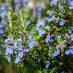 Te koop: biologische Rozemarijn, jonge kruidenplantjes, Ophalen, Volle zon, Vaste plant, Kruiden