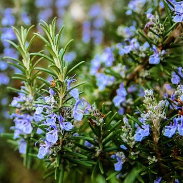 Te koop: biologische Rozemarijn, jonge kruidenplantjes beschikbaar voor biedingen