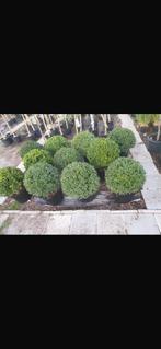 Ikex bollen, Tuin en Terras, Ophalen