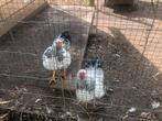 2 jonge wyhandotte hanen, Dieren en Toebehoren, Mannelijk, Kip