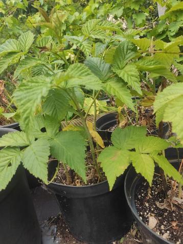 Rode kruisbes, rode herfstframboos Japanse wijnbes in pot  beschikbaar voor biedingen
