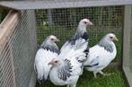 3 Sussex kriel hennetjes wit zwartcolumbia, Dieren en Toebehoren, Pluimvee, Vrouwelijk, Kip