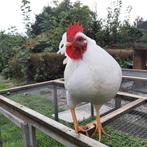Witte Barnevelder haan 2025, Dieren en Toebehoren, Mannelijk, Kip