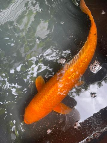 Japanse koi benigoi  ginrin 40 cm beschikbaar voor biedingen