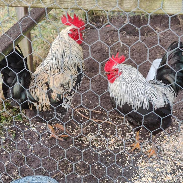 Goed huis gezocht voor mooie hanen (niet voor de slacht), Dieren en Toebehoren, Pluimvee, Kip, Mannelijk