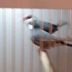 5 KOPPELS ZEBRAVINK+1 KOPPEL RIJSTVOGELS/VANDAAG NOG 50,=, Dieren en Toebehoren, Vogels | Overige Vogels, Meerdere dieren, Tropenvogel