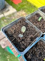 Rode zonnebloem stekjes. Gratis ophalen, Tuin en Terras, Planten | Tuinplanten, Ophalen, Zomer, Volle zon