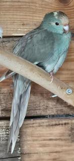 Cinnamon blauw / bonte kakariki, Dieren en Toebehoren, Vogels | Parkieten en Papegaaien, Mannelijk, Parkiet, Geringd