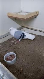 Doffer oud duitse meeuw, Dieren en Toebehoren, Vogels | Duiven, Mannelijk, Overige soorten