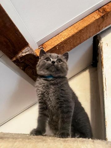 Lieve Britse Korthaar Kater – Grijs met koperen ogen beschikbaar voor biedingen