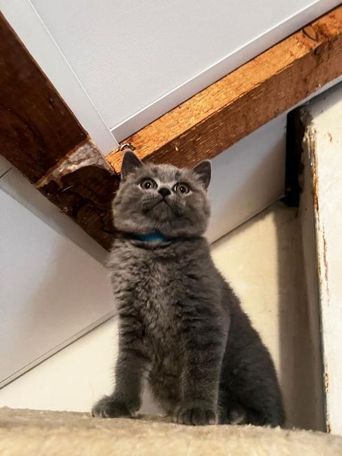 Lieve Britse Korthaar Kater – Grijs met koperen ogen, Dieren en Toebehoren, Katten en Kittens | Overige Katten, Kater
