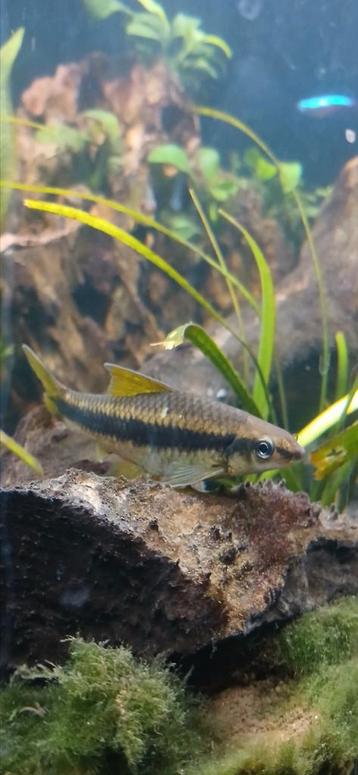 Siamese  beschikbaar voor biedingen