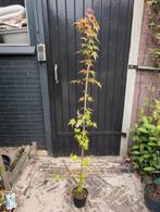 Acer Micranthum, Ophalen, Bloeit niet, Halfschaduw, Overige soorten