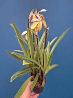 Orchidee Paphiopedilum gratrixianum p11 (2)
