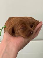 Mooie mini labradoodles, Dieren en Toebehoren, Honden | Chihuahua's en Gezelschapshonden, Rabiës (hondsdolheid), Overige rassen