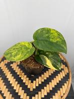 Scindapsus Jade Satin Variegata - Nieuw!, Overige soorten, In pot, Minder dan 100 cm, Groene kamerplant