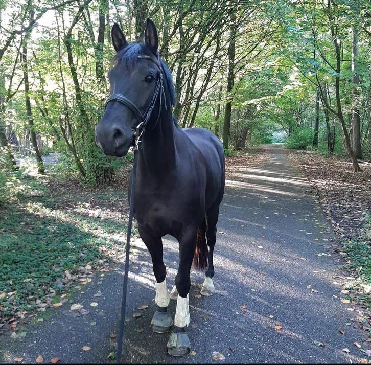 Stalling en coachplek gezcht regio Utrecht, Dieren en Toebehoren, Stalling en Weidegang, Stalling, 1 paard of pony
