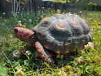 Chelonoidis carbonarius cherryhead, Dieren en Toebehoren, Reptielen en Amfibieën, Schildpad, 3 tot 6 jaar