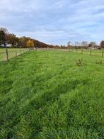 Weiland te huur voor pony's, max E formaat, Dieren en Toebehoren, Stalling en Weidegang