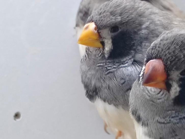 Geelsvavel zwartwang zebravink en zwartwang 2025, Dieren en Toebehoren, Vogels | Overige Vogels, Mannelijk, Geringd
