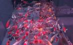 Import HQ Vlinderkoi mix ca 12/ 14 cm - Koidreams Valburg, Dieren en Toebehoren, Karper of Koi