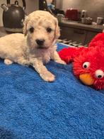 Mooi maltipoo reutje zoekt nog een baasje, Dieren en Toebehoren, Honden | Niet-rashonden, Parvo, Reu, 8 tot 15 weken, Meerdere