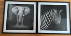 Poster lijst foto olifant zebra 50x50 cm safari Afrika 15, Ophalen of Verzenden, Zo goed als nieuw