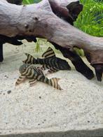 Gezocht: mannelijke L397., Dieren en Toebehoren, Vis, Zoetwatervis