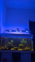 Aquarium met inhoud,pomp,lamp en verwarming, Ophalen, Gebruikt, Gevuld zoetwateraquarium