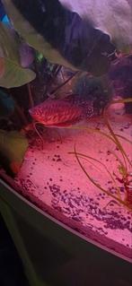 Gouramie koppel, Dieren en Toebehoren, Vissen | Aquariumvissen, Vis