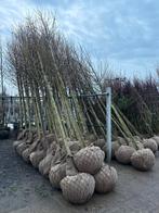 Magnolia Kobus  Beverboom Scherp Geprijsd!!, Ophalen, Lente, Volle zon, Overige soorten