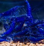 Neocaridina Blue Sapphire, Dieren en Toebehoren, Kreeft, Krab of Garnaal
